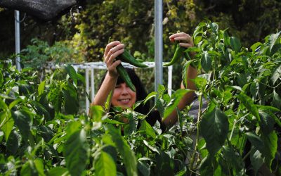 Do you grow sprouts to boost your immune system?